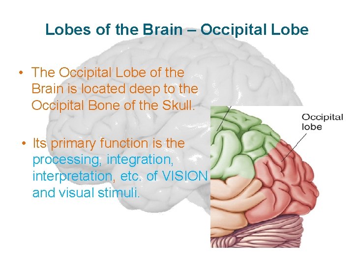 Lobes of the Brain – Occipital Lobe • The Occipital Lobe of the Brain