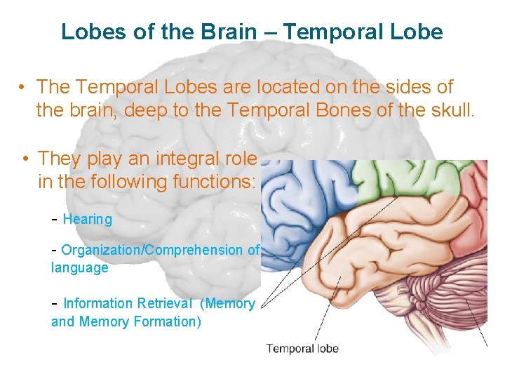 Lobes of the Brain – Temporal Lobe • The Temporal Lobes are located on