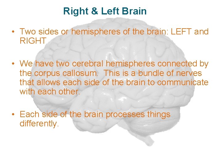 Right & Left Brain • Two sides or hemispheres of the brain: LEFT and