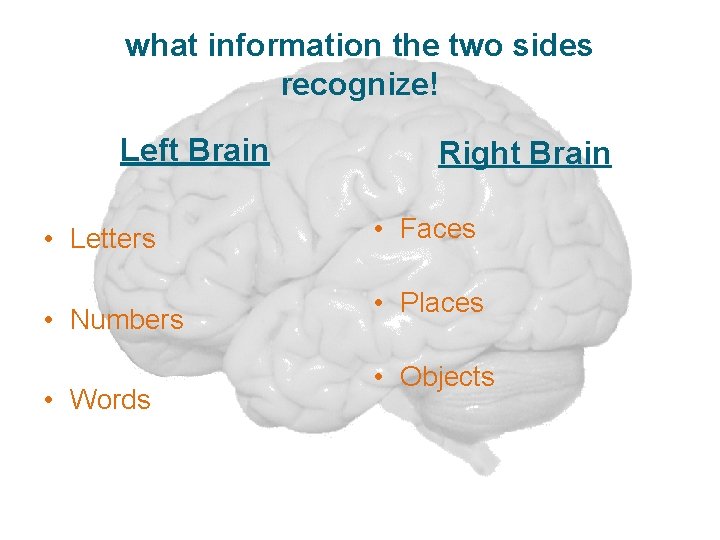 what information the two sides recognize! Left Brain • Letters • Numbers • Words