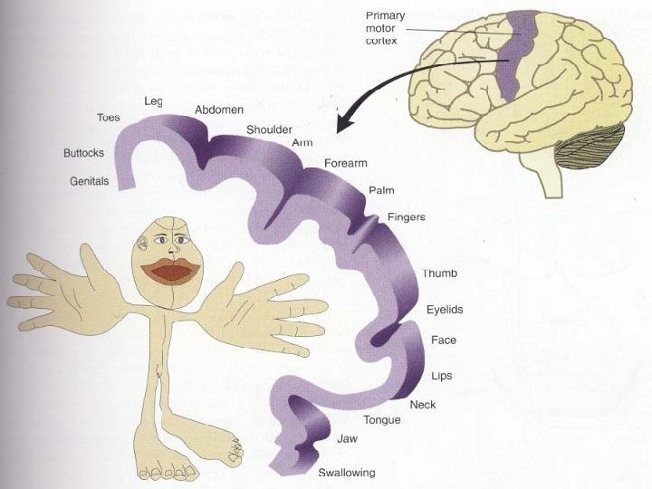 Sensory and motor strips 