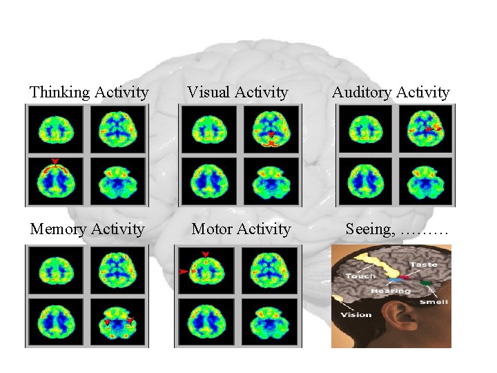 Thinking Activity Visual Activity Auditory Activity Memory Activity Motor Activity Seeing, ……… 