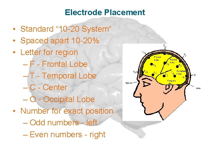 Electrode Placement • Standard “ 10 -20 System” • Spaced apart 10 -20% •