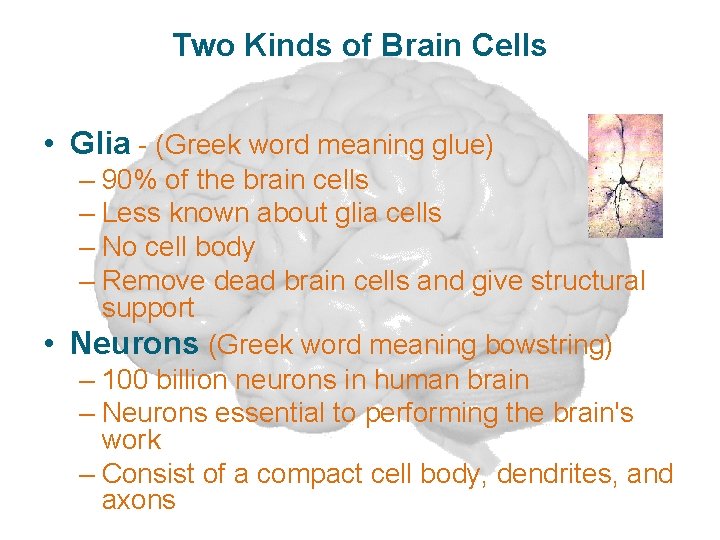 Two Kinds of Brain Cells • Glia - (Greek word meaning glue) – 90%