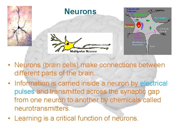Neurons • Neurons (brain cells) make connections between different parts of the brain. •