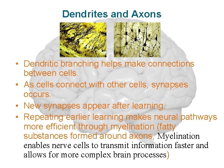 Dendrites and Axons • Dendritic branching helps make connections between cells. • As cells
