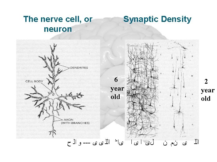 The nerve cell, or neuron Synaptic Density 6 year old ﻭ ﺍﻟ ﺡ ---