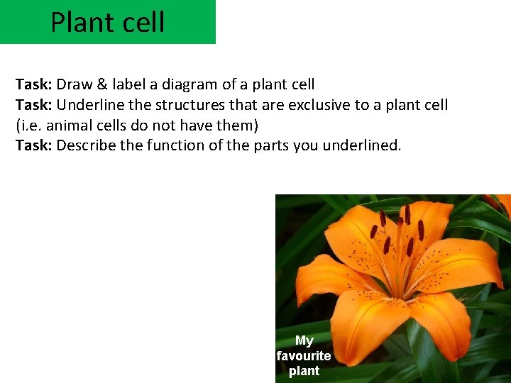 Plant cell Task: Draw & label a diagram of a plant cell Task: Underline