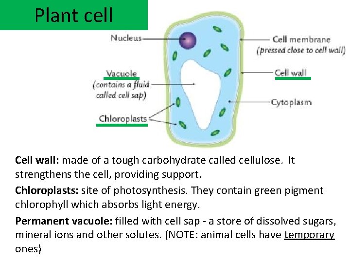 Plant cell Cell wall: made of a tough carbohydrate called cellulose. It strengthens the