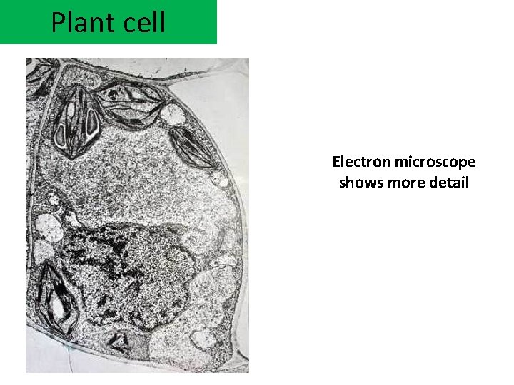 Plant cell Electron microscope shows more detail 