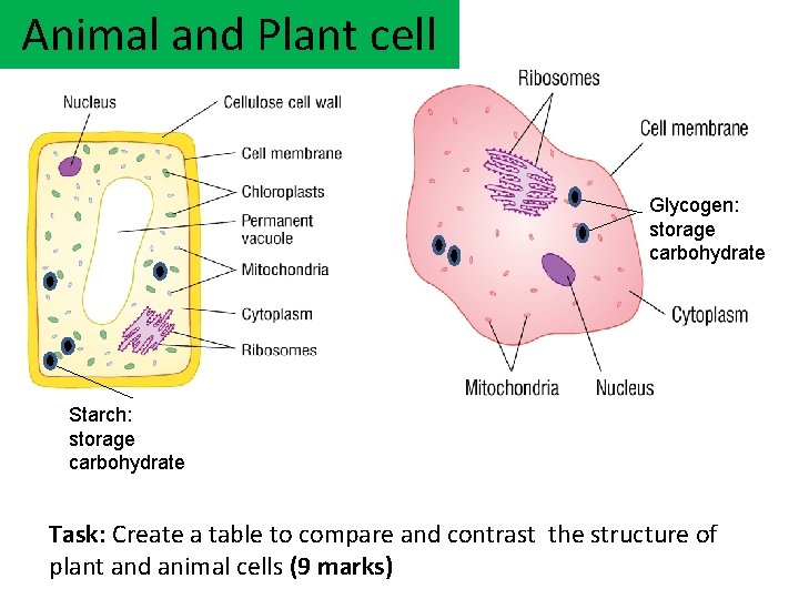 Animal and Plant cell Glycogen: storage carbohydrate Starch: storage carbohydrate Task: Create a table