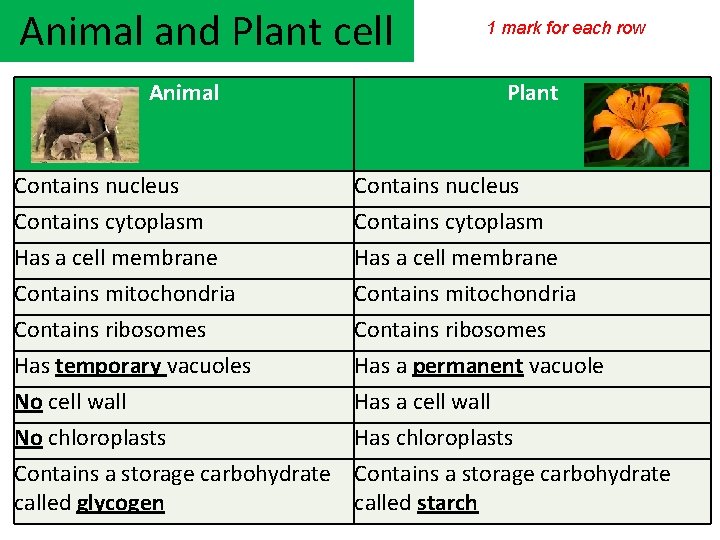 Animal and Plant cell Animal 1 mark for each row Plant Contains nucleus Contains