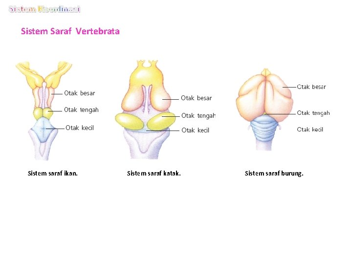 Sistem Saraf Vertebrata Sistem saraf ikan. Sistem saraf katak. Sistem saraf burung. 