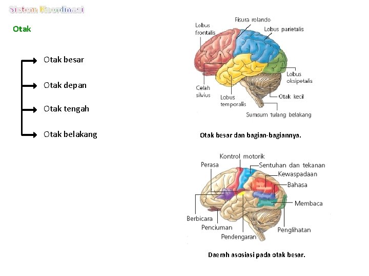 Otak besar Otak depan Otak tengah Otak belakang Otak besar dan bagian-bagiannya. Daerah asosiasi