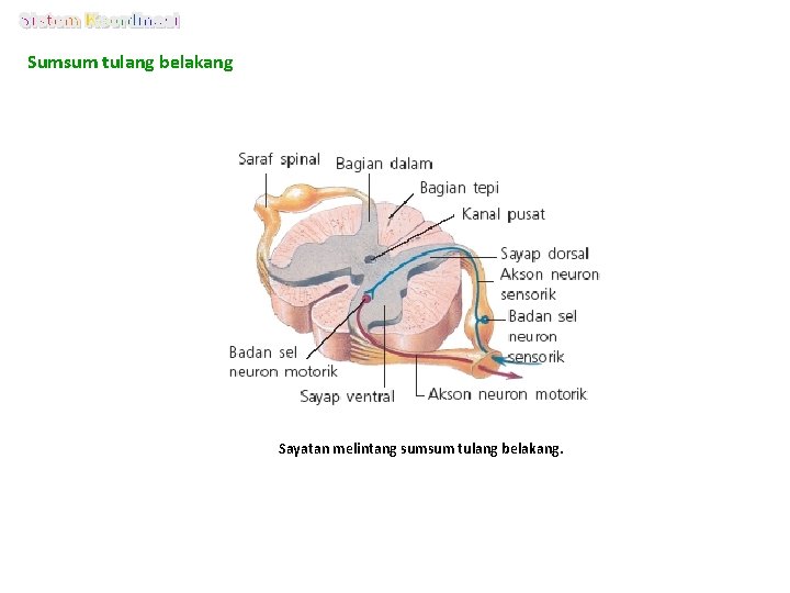 Sumsum tulang belakang Sayatan melintang sumsum tulang belakang. 