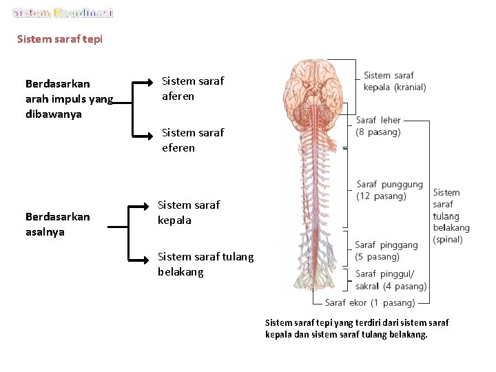 Sistem saraf tepi Berdasarkan arah impuls yang dibawanya Sistem saraf aferen Sistem saraf eferen