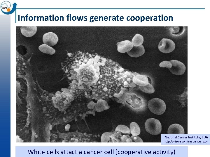 Information flows generate cooperation National Cancer Institute, EUA http: //visualsonline. cancer. gov White cells