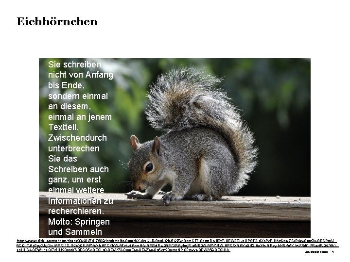 Eichhörnchen Sie schreiben nicht von Anfang bis Ende, sondern einmal an diesem, einmal an Eichhörnchen Sie schreiben nicht von Anfang bis Ende, sondern einmal an diesem, einmal an