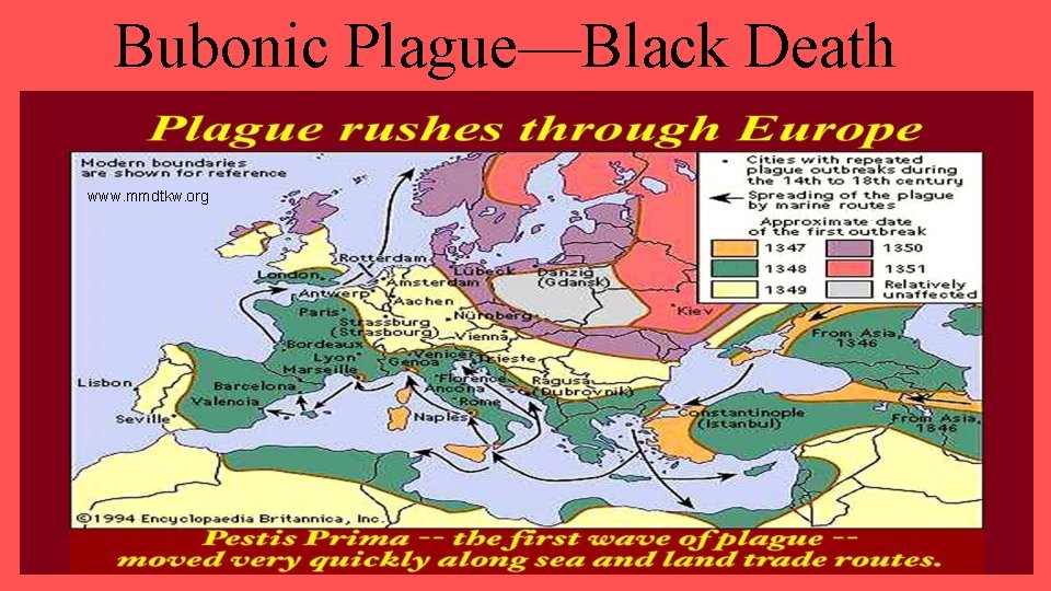 Bubonic Plague—Black Death www. mmdtkw. org 