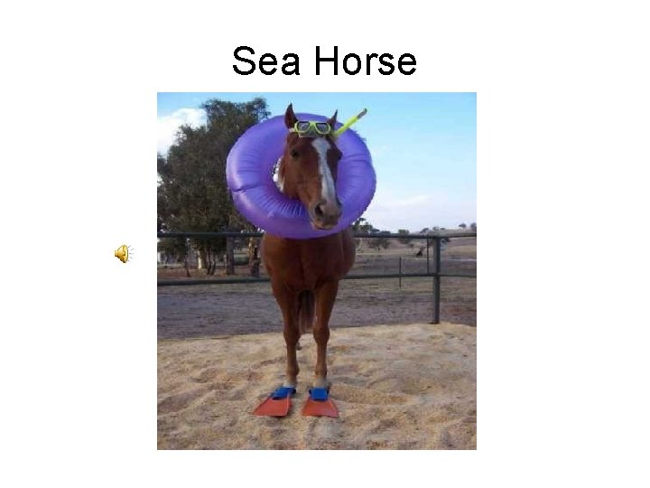 Sea Horse 