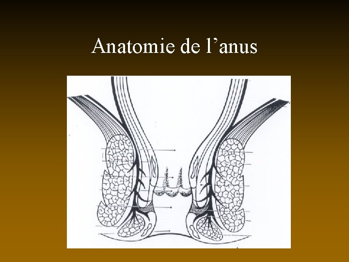 Anatomie de l’anus 