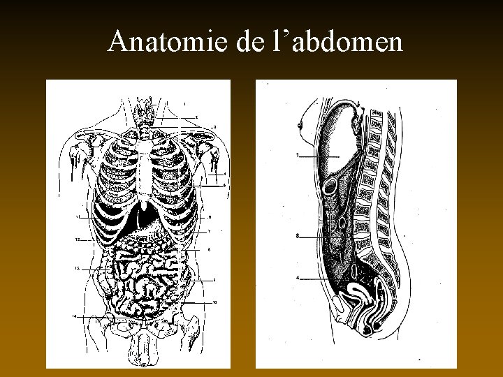 Anatomie de l’abdomen 