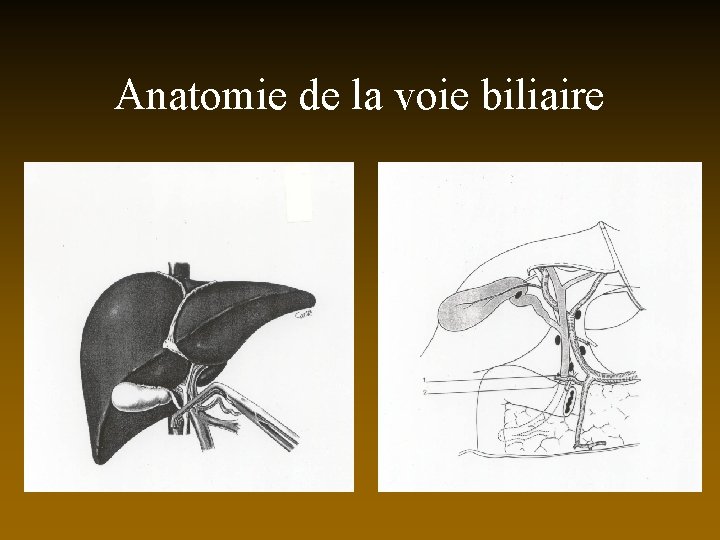 Anatomie de la voie biliaire 