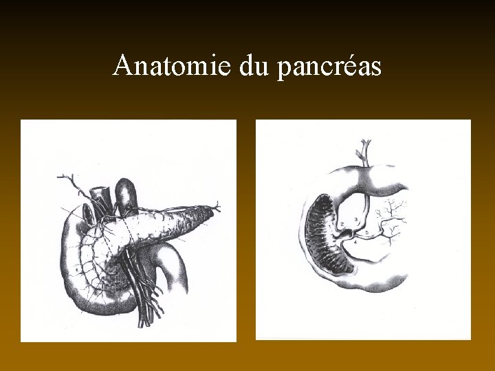Anatomie du pancréas 
