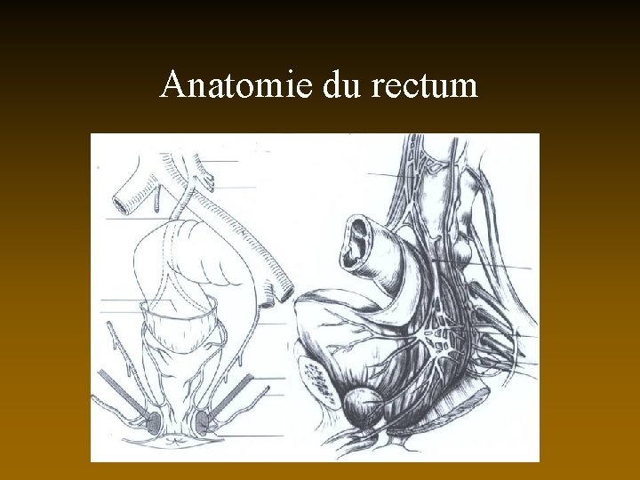 Anatomie du rectum 