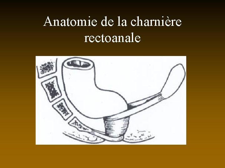 Anatomie de la charnière rectoanale 