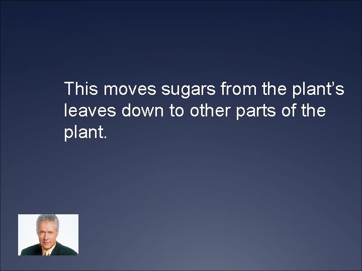 This moves sugars from the plant’s leaves down to other parts of the plant.