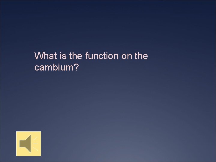 What is the function on the cambium? 