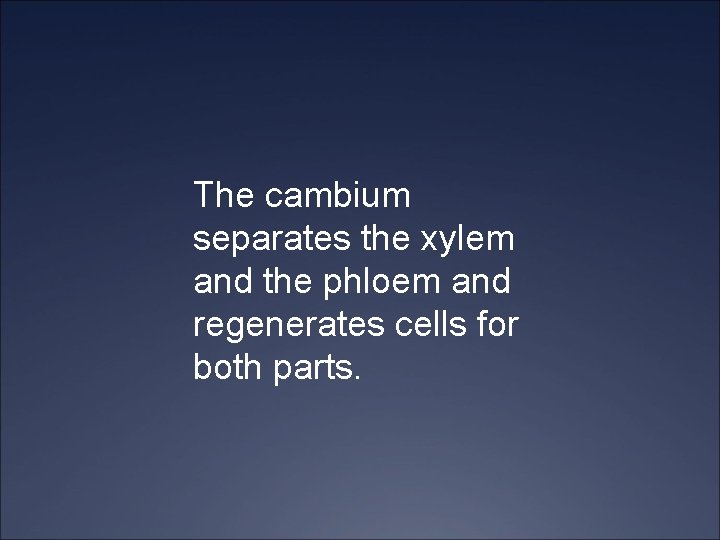 The cambium separates the xylem and the phloem and regenerates cells for both parts.