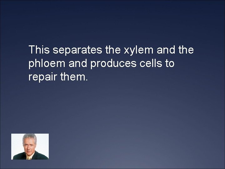 This separates the xylem and the phloem and produces cells to repair them. 
