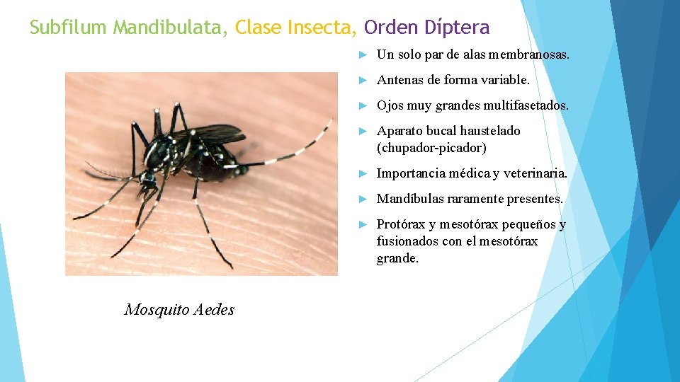 Subfilum Mandibulata, Clase Insecta, Orden Díptera Mosquito Aedes ► Un solo par de alas