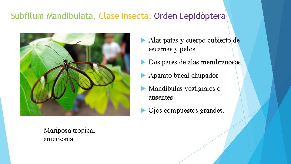Subfilum Mandibulata, Clase Insecta, Orden Lepidóptera Mariposa tropical americana ► Alas patas y cuerpo