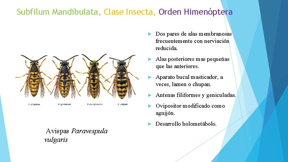 Subfilum Mandibulata, Clase Insecta, Orden Himenóptera Avispas Paravespula vulgaris ► Dos pares de alas