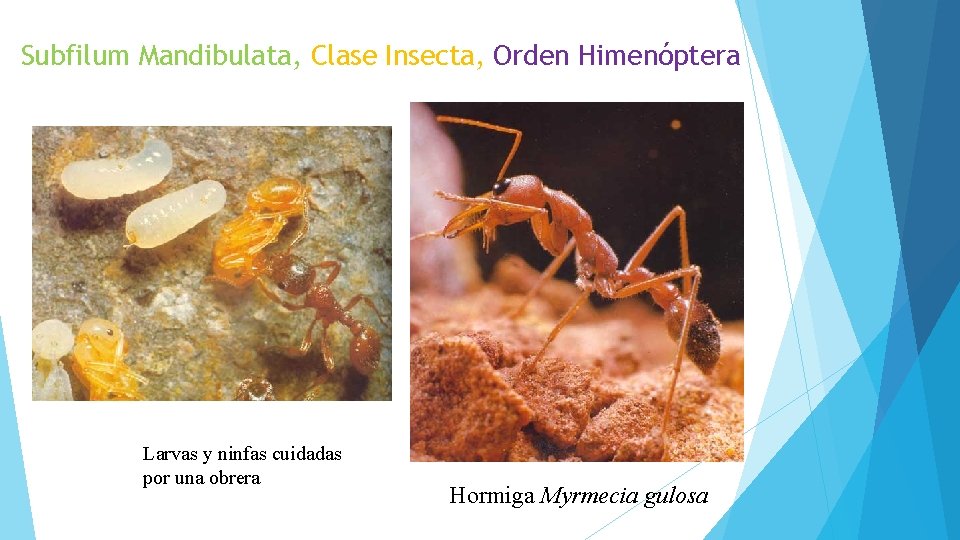 Subfilum Mandibulata, Clase Insecta, Orden Himenóptera Larvas y ninfas cuidadas por una obrera Hormiga