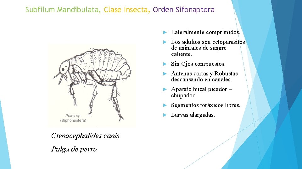 Subfilum Mandibulata, Clase Insecta, Orden Sifonaptera Ctenocephalides canis Pulga de perro ► Lateralmente comprimidos.