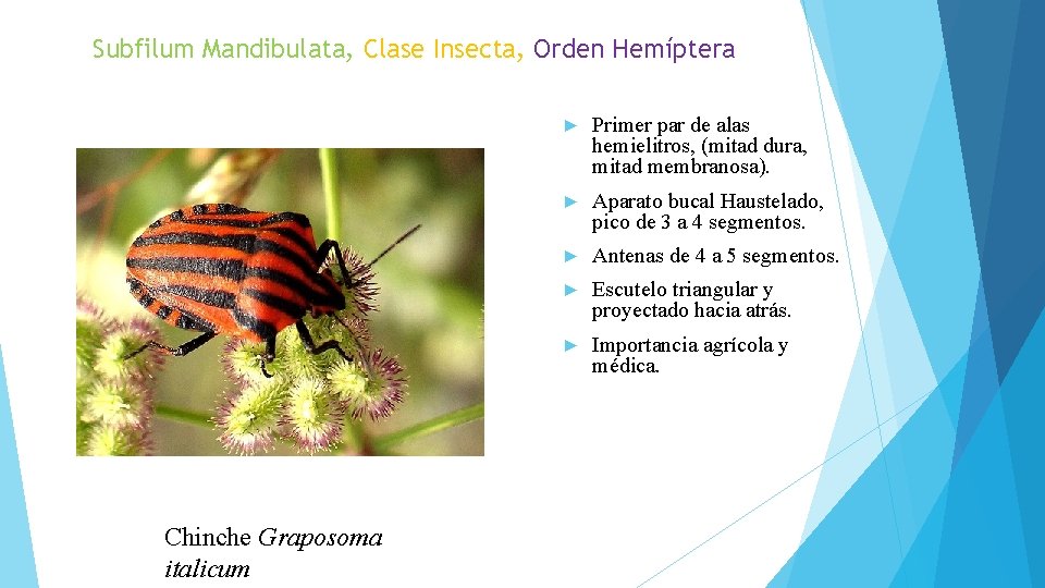 Subfilum Mandibulata, Clase Insecta, Orden Hemíptera Chinche Graposoma italicum ► Primer par de alas