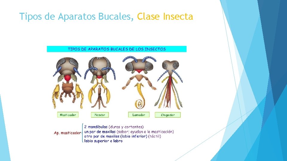 Tipos de Aparatos Bucales, Clase Insecta 