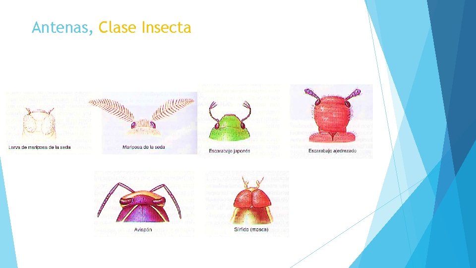 Antenas, Clase Insecta 
