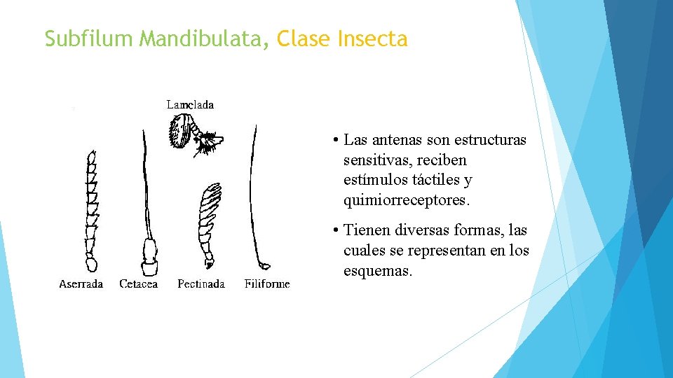 Subfilum Mandibulata, Clase Insecta • Las antenas son estructuras sensitivas, reciben estímulos táctiles y