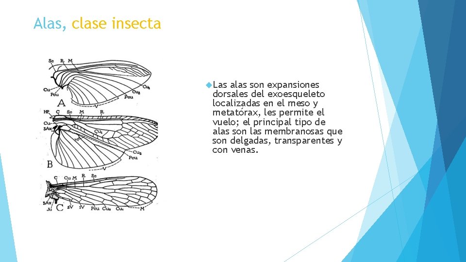 Alas, clase insecta Las alas son expansiones dorsales del exoesqueleto localizadas en el meso