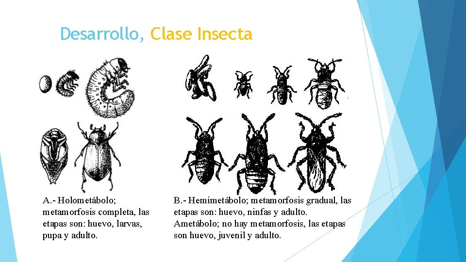 Desarrollo, Clase Insecta A A. - Holometábolo; metamorfosis completa, las etapas son: huevo, larvas,
