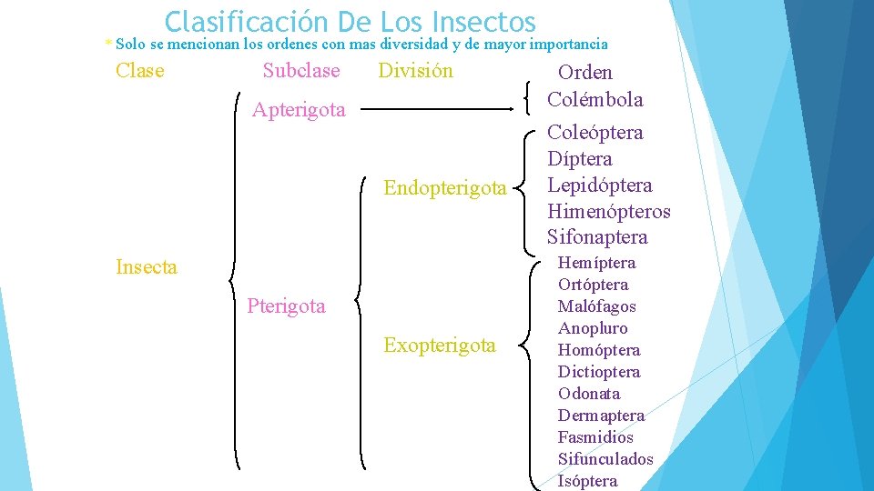 Clasificación De Los Insectos * Solo se mencionan los ordenes con mas diversidad y