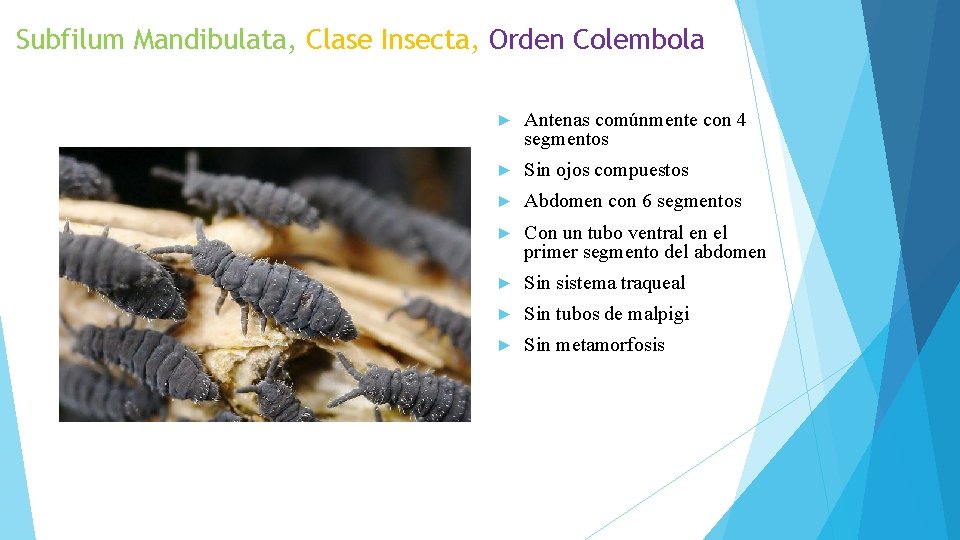 Subfilum Mandibulata, Clase Insecta, Orden Colembola ► Antenas comúnmente con 4 segmentos ► Sin