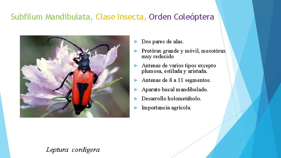 Subfilum Mandibulata, Clase Insecta, Orden Coleóptera Leptura cordigera ► Dos pares de alas. ►