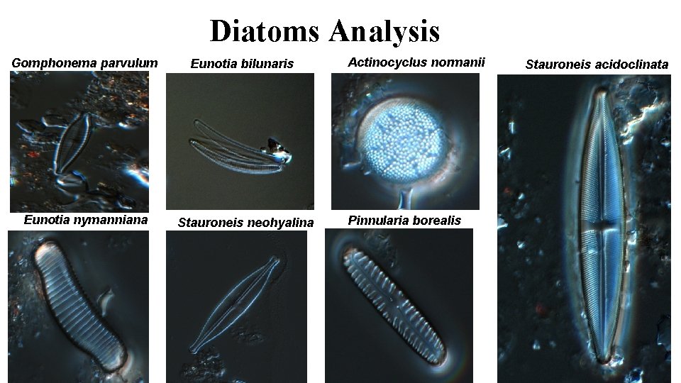 Diatoms Analysis Gomphonema parvulum Eunotia bilunaris Eunotia nymanniana Stauroneis neohyalina Actinocyclus normanii Pinnularia borealis