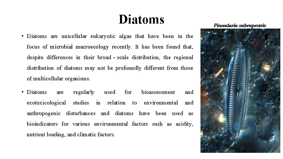 Diatoms Pinnularia subrupestris • Diatoms are unicellular eukaryotic algae that have been in the
